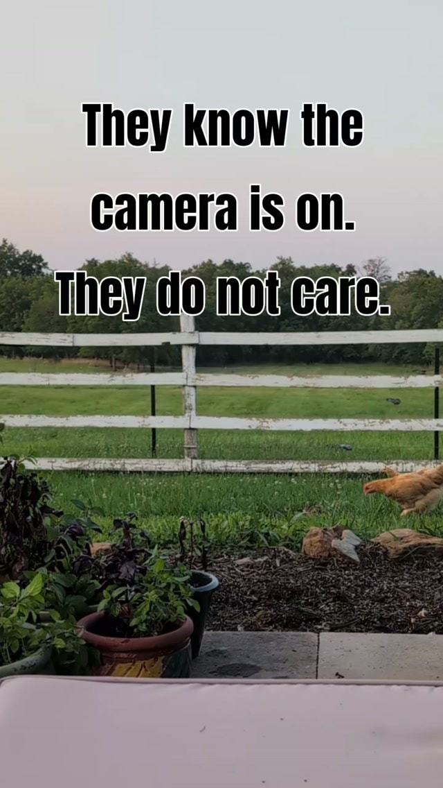 These two were hatched and raised by their mama right here on the farm