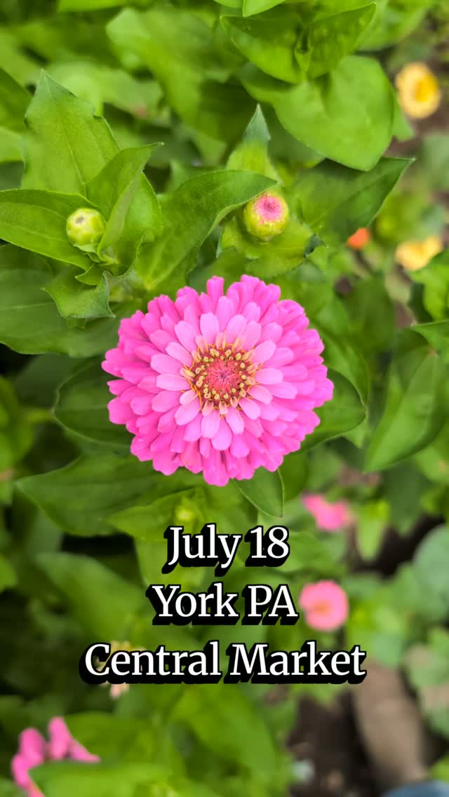 Zinnias and field daisies, cut fresh and bundled together.