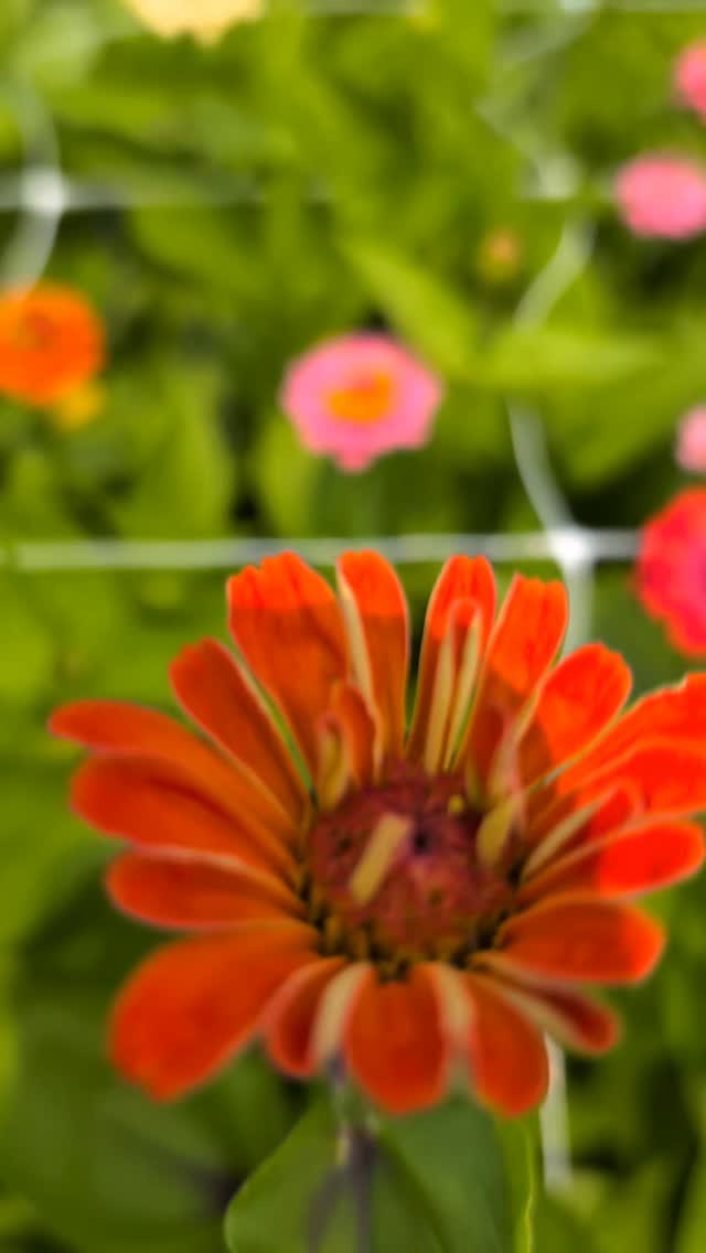 These are Cut and Come Again zinnias from Johnny's