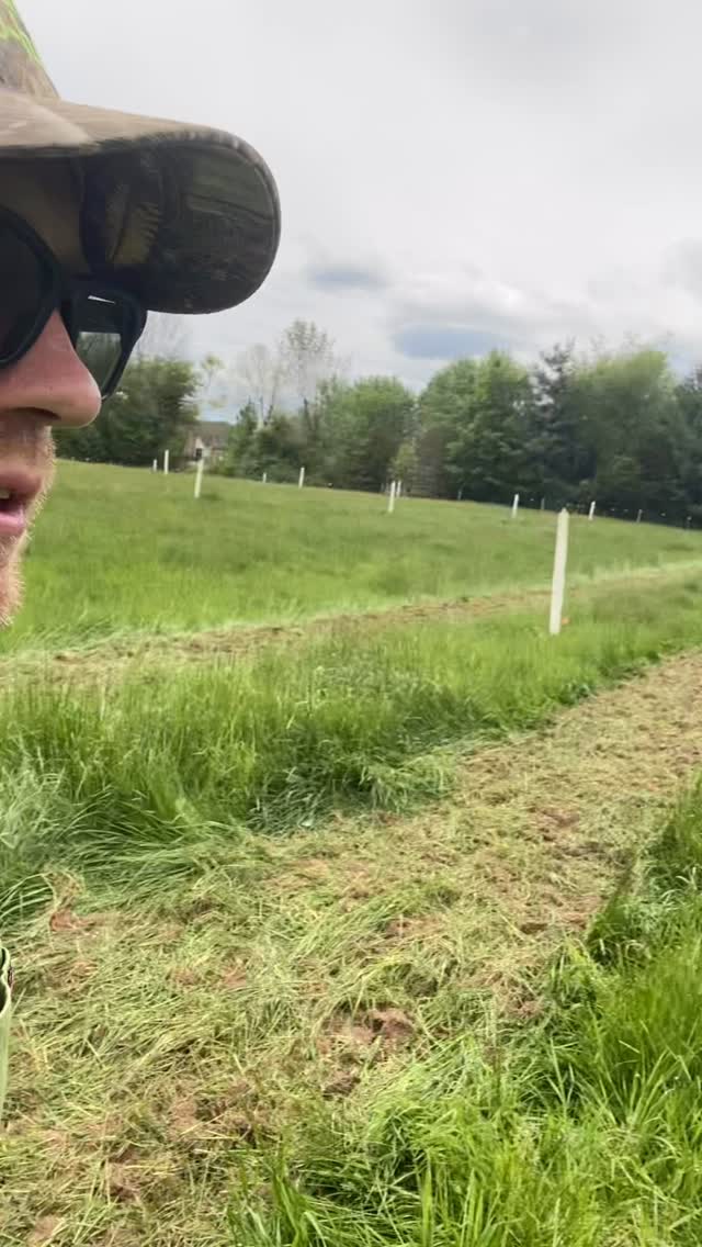 Tilled narrow strips down each side of the tree rows