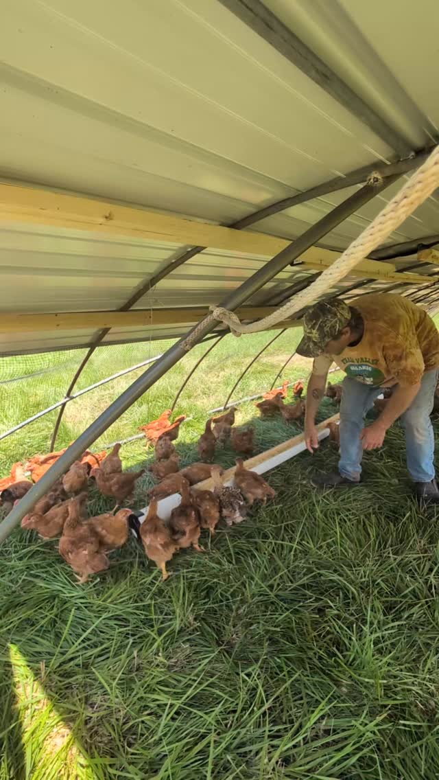 Selecting the best genetics from our flock