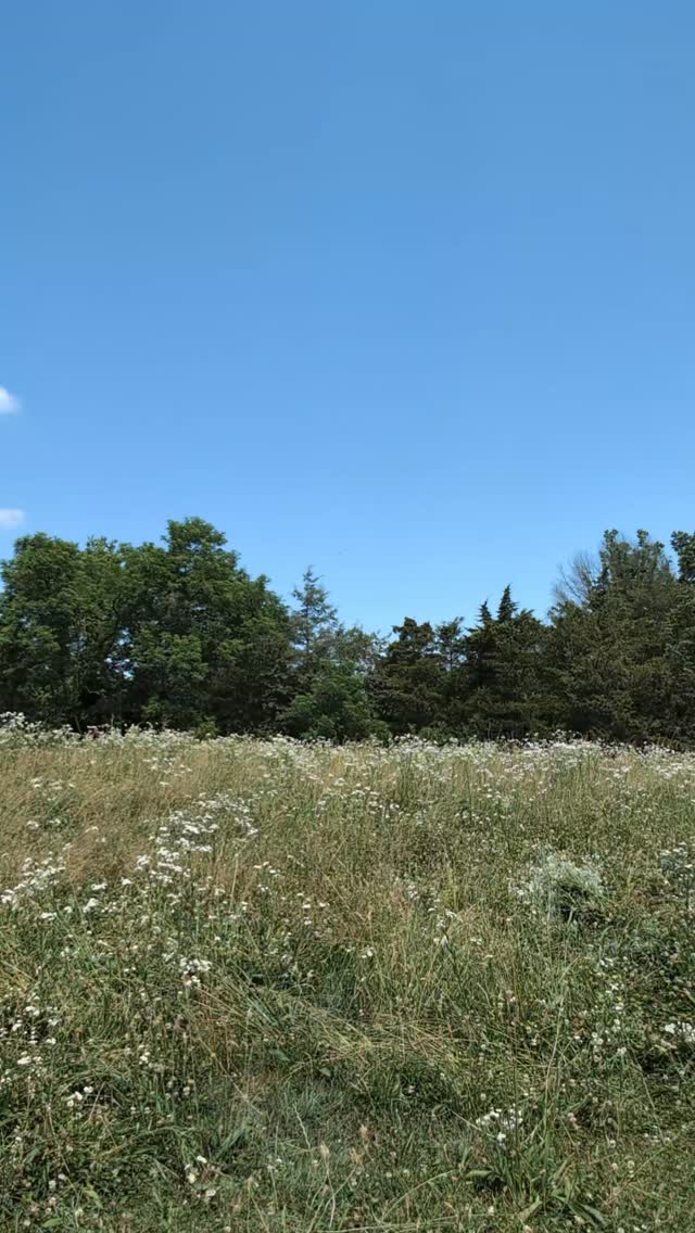 Meet wild fleabane