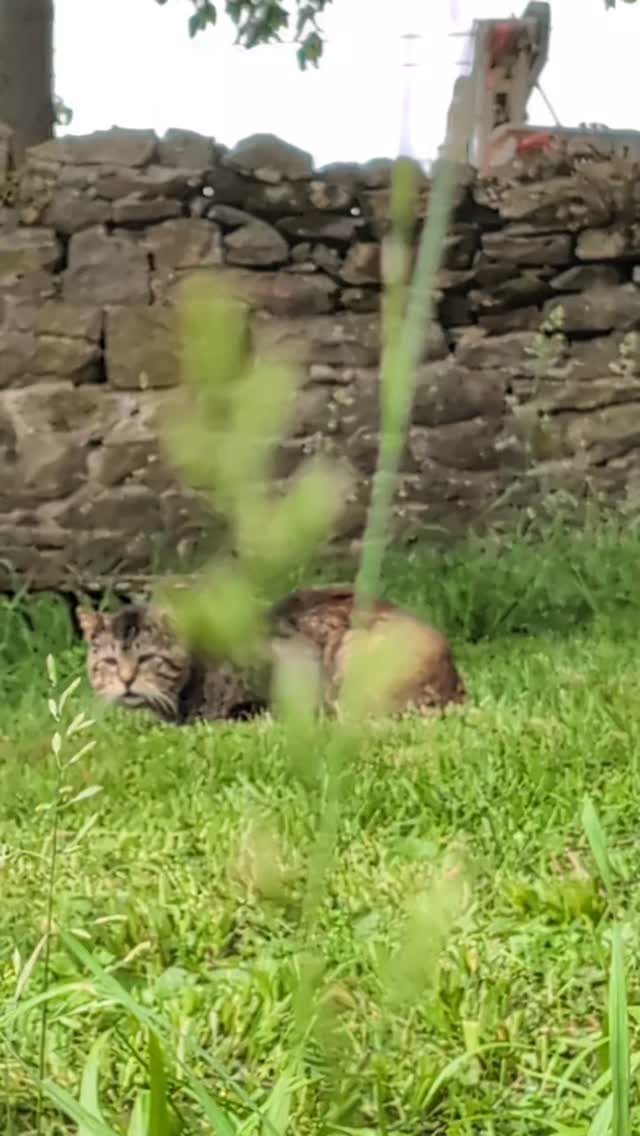 The old tom cat picked his spot
