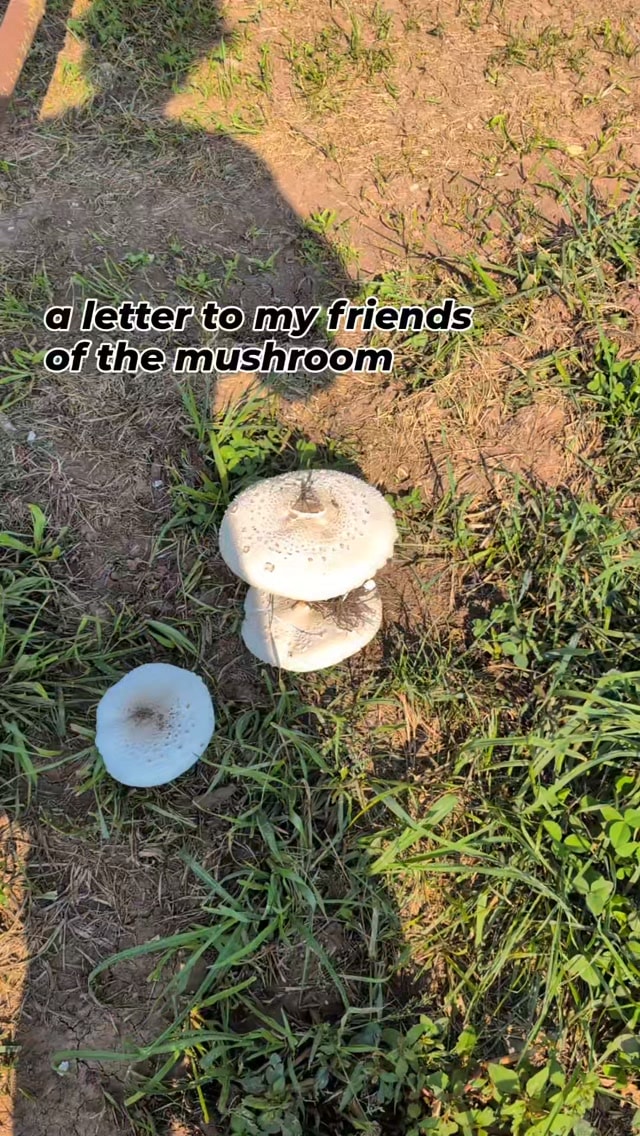 mushroom friends, can I get an id?