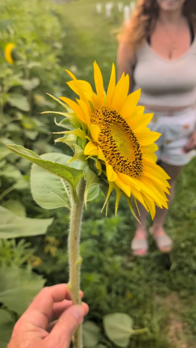 Sunflowers for @__star.roving
