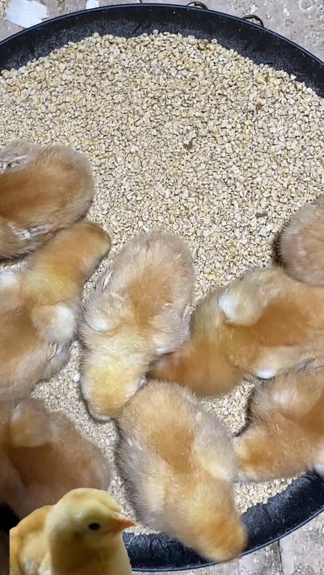 These chicks have only been alive a few days