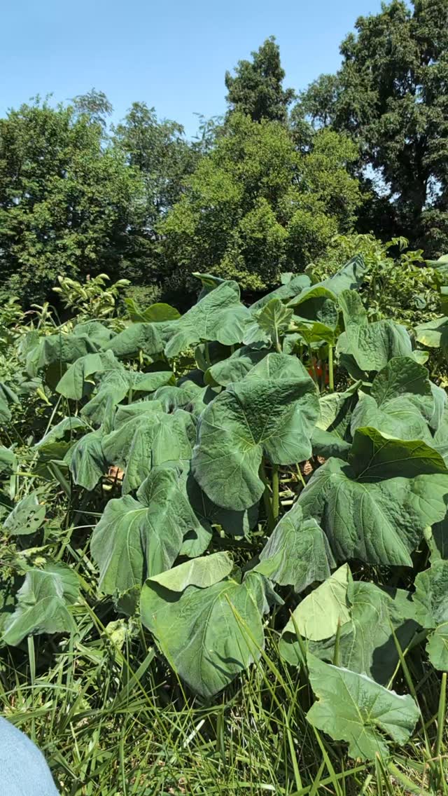 99 degrees on the farm