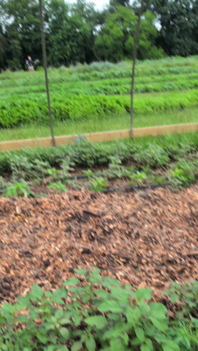 Turned a weed into fertilizer.