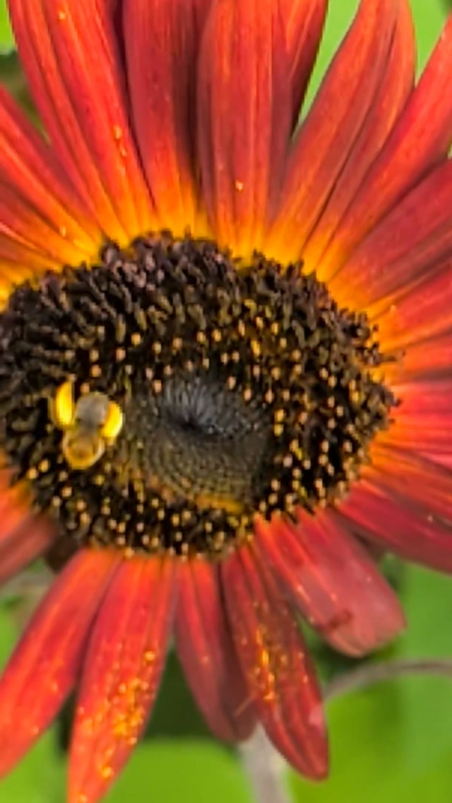 Got pollen?