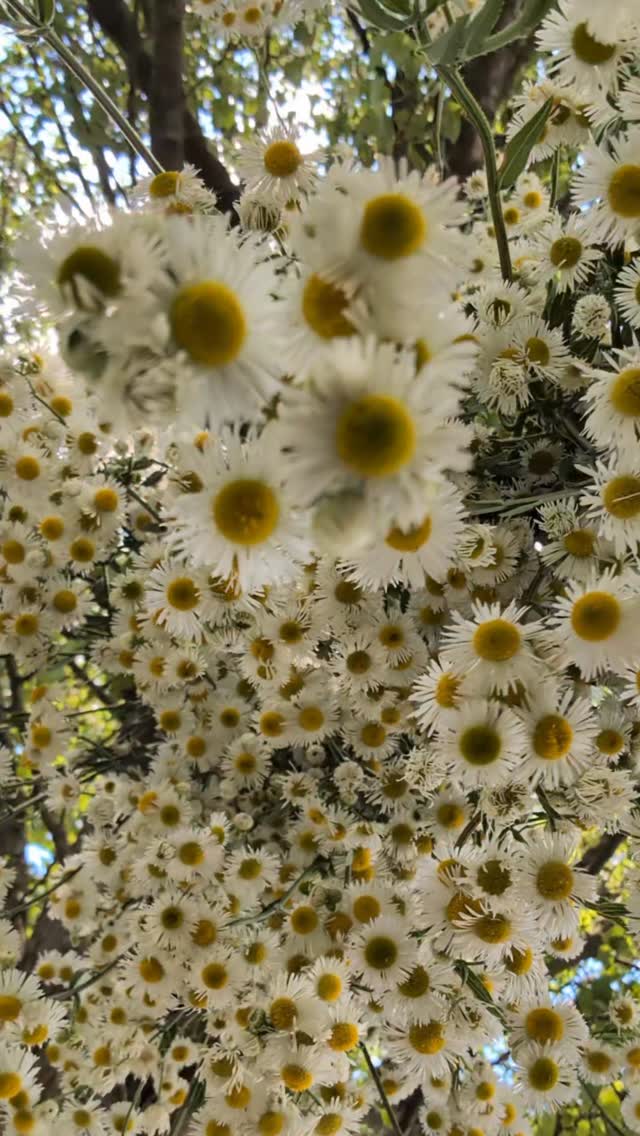 Stop scrolling. I'm about to wreck these flowers