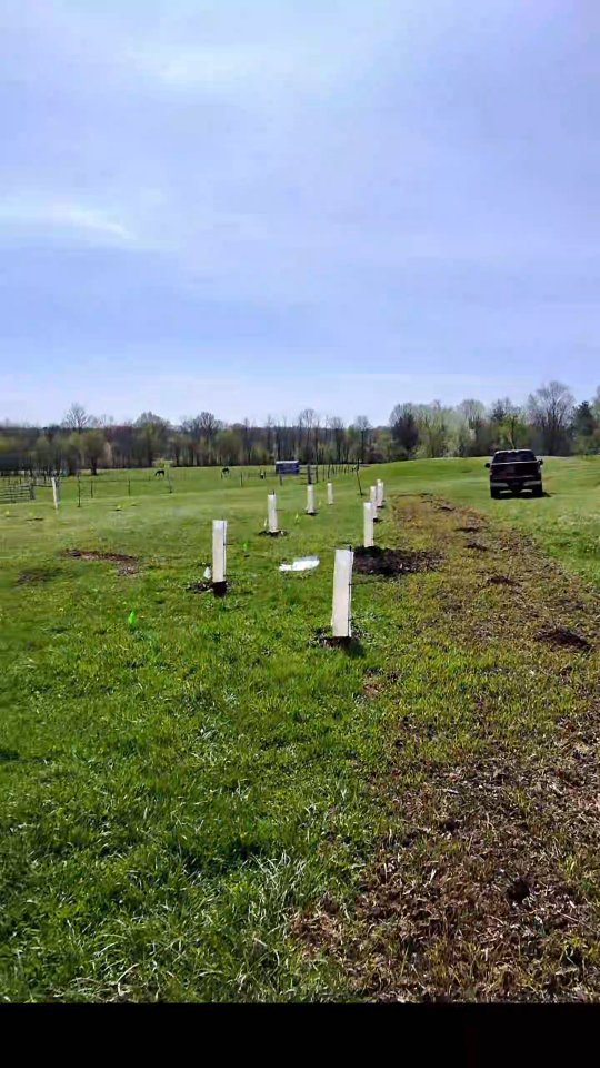Twenty pawpaw trees in the ground and I have been waiting a long time for this
