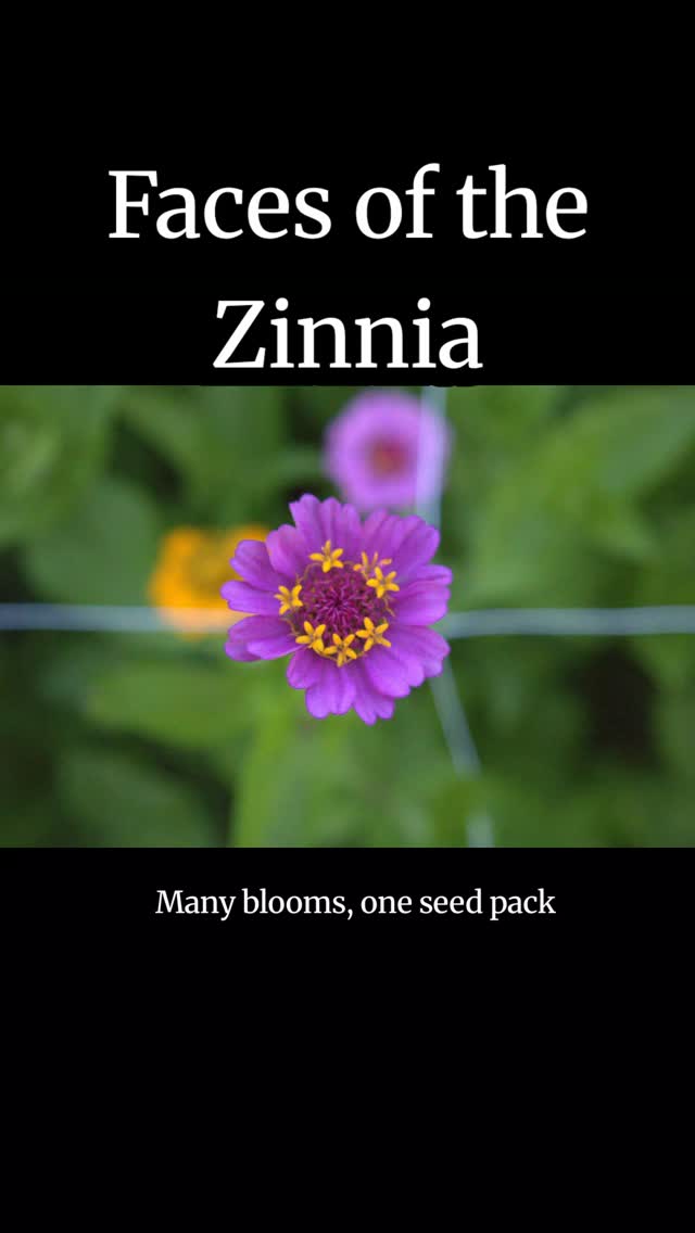 Faces of the Zinnia. Many blooms, all from the same Johnny's Cut and Come Again