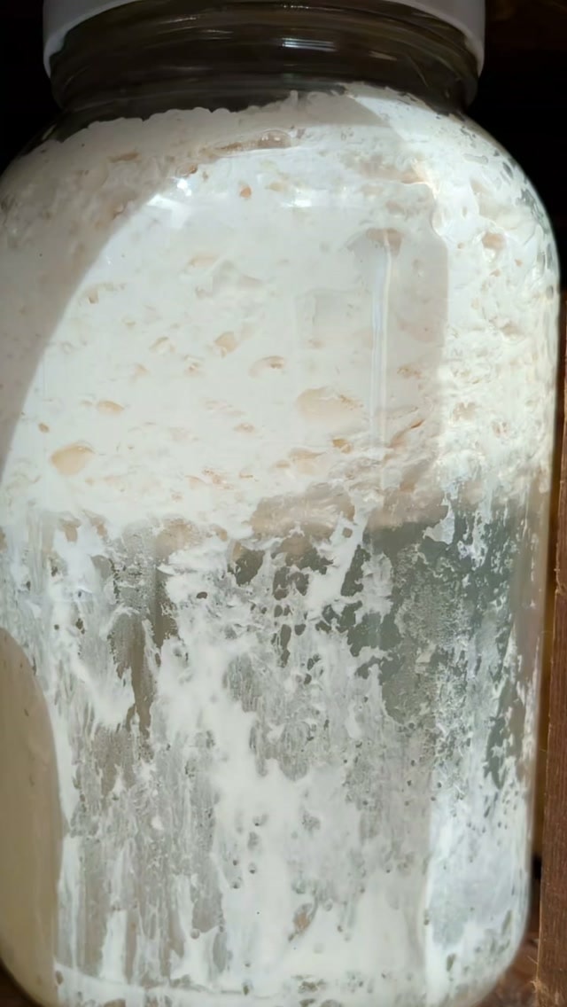 Part 2. Once your LABS finishes fermenting you are holding two kinds of gold