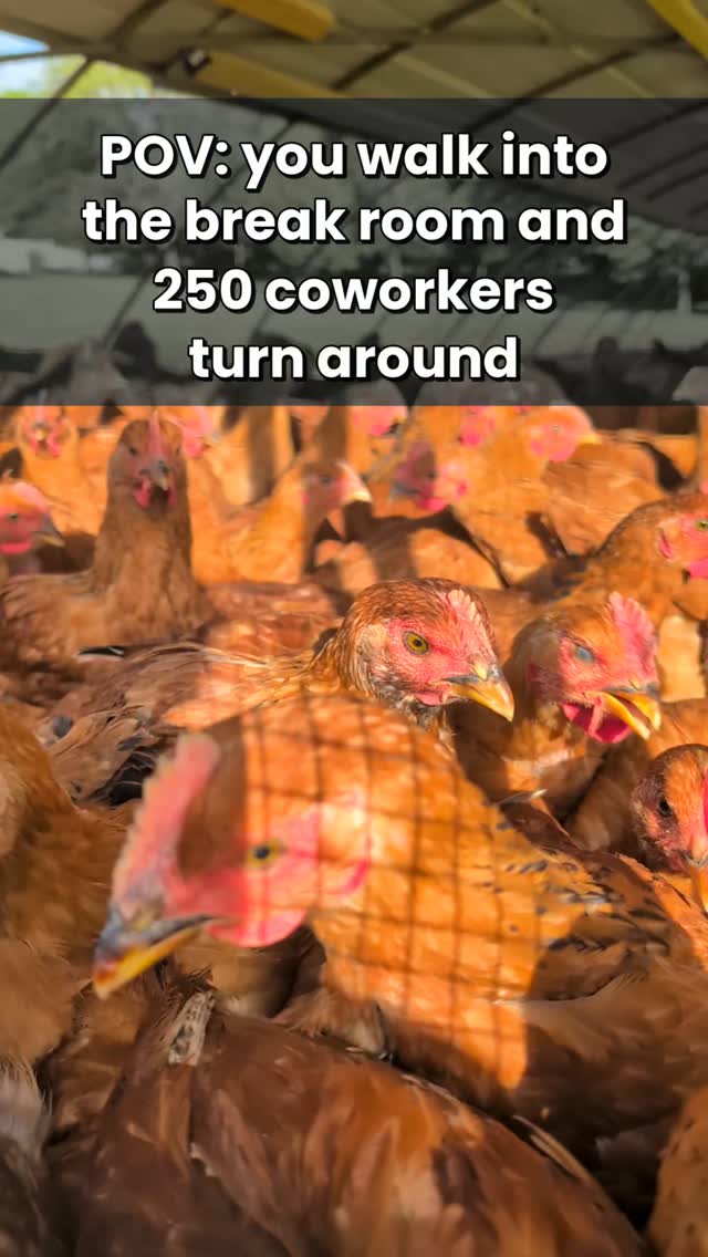 Tag the coworker who'd make this much eye contact at lunch